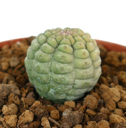 Larryleachia cactiformis succulenta cactus con tubercoli arrotondati e colore verde chiaro nel terreno