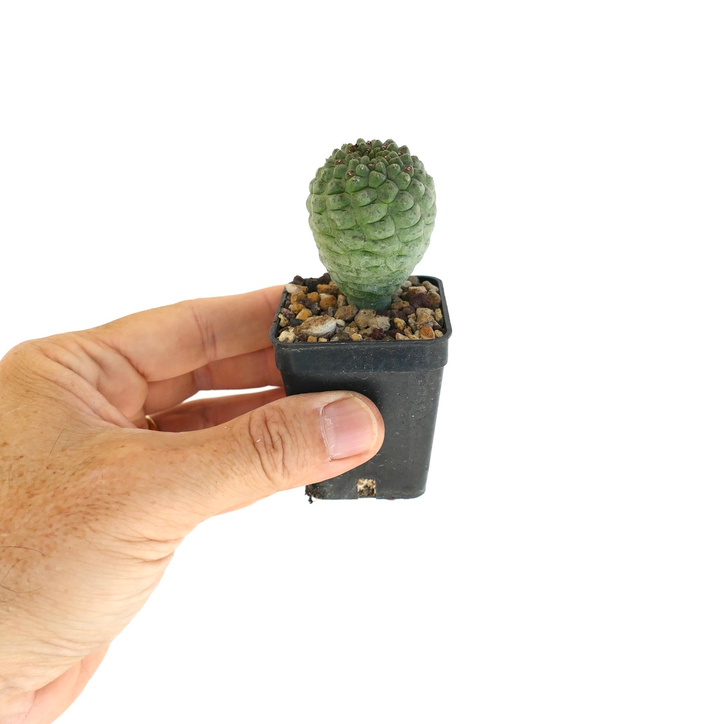 래리리치아 캑티포르미스 작은 다육질 선인장 검은 화분에 텍스처가 있는 녹색 혹이 있음