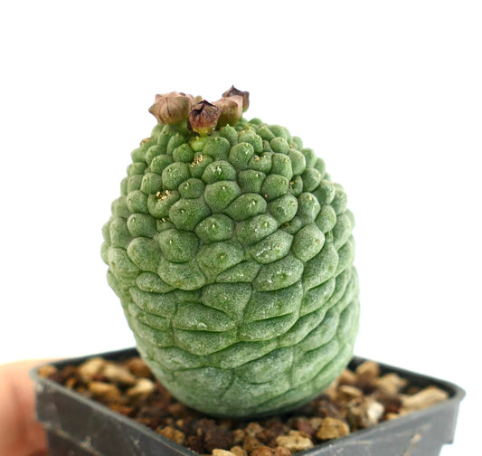 Larryleachia cactiformis rare succulent cactus with textured green stem and dried flower buds