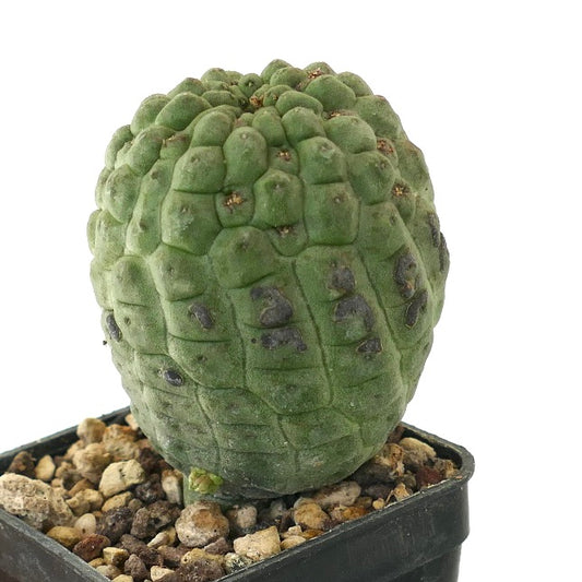 Larryleachia cactiformis rare succulent cactus with textured green tubercles and black spots