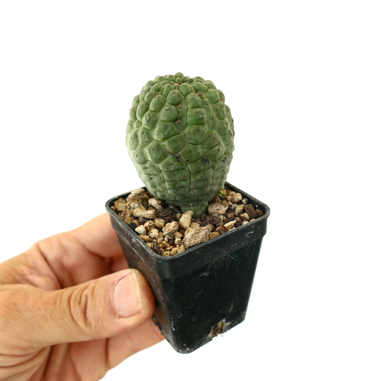 Larryleachia cactiformis rare succulent cactus with textured green stem in small pot