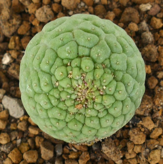 Larryleachia cactiformis raro cactus succulento con fusto verde arrotondato e testurizzato