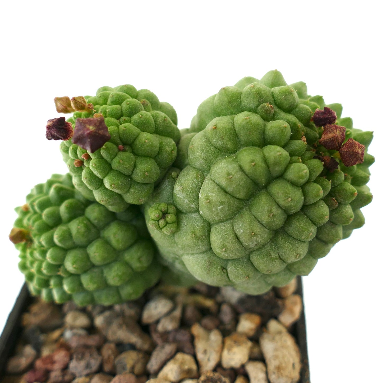 Larryleachia cactiformis succulent cactus with clustered green tubercles and dried flowers
