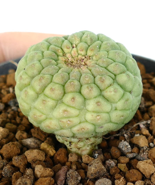 Larryleachia cactiformis raro cactus succulento con tubercoli arrotondati e crescita compatta