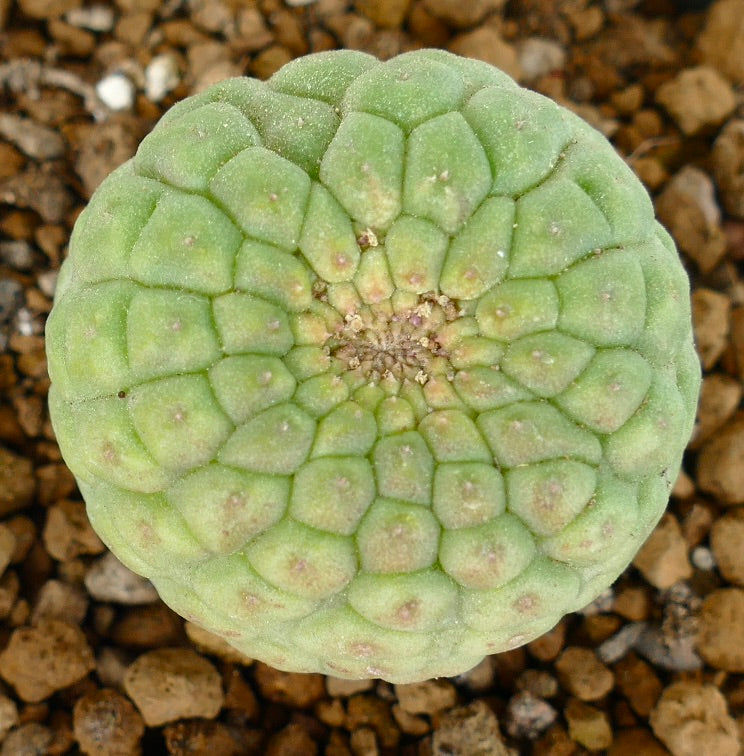 Larryleachia cactiformis raro cactus succulento con corpo verde segmentato arrotondato e superficie testurizzata