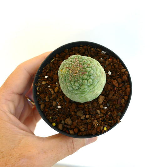 네 살 된 녹색 묘목의 라일리리아시아 캑티포르미스 윗면 보기