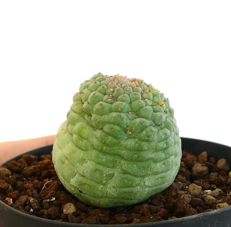 판매용 래리리치아 칵티포르미스 식물 측면 사진