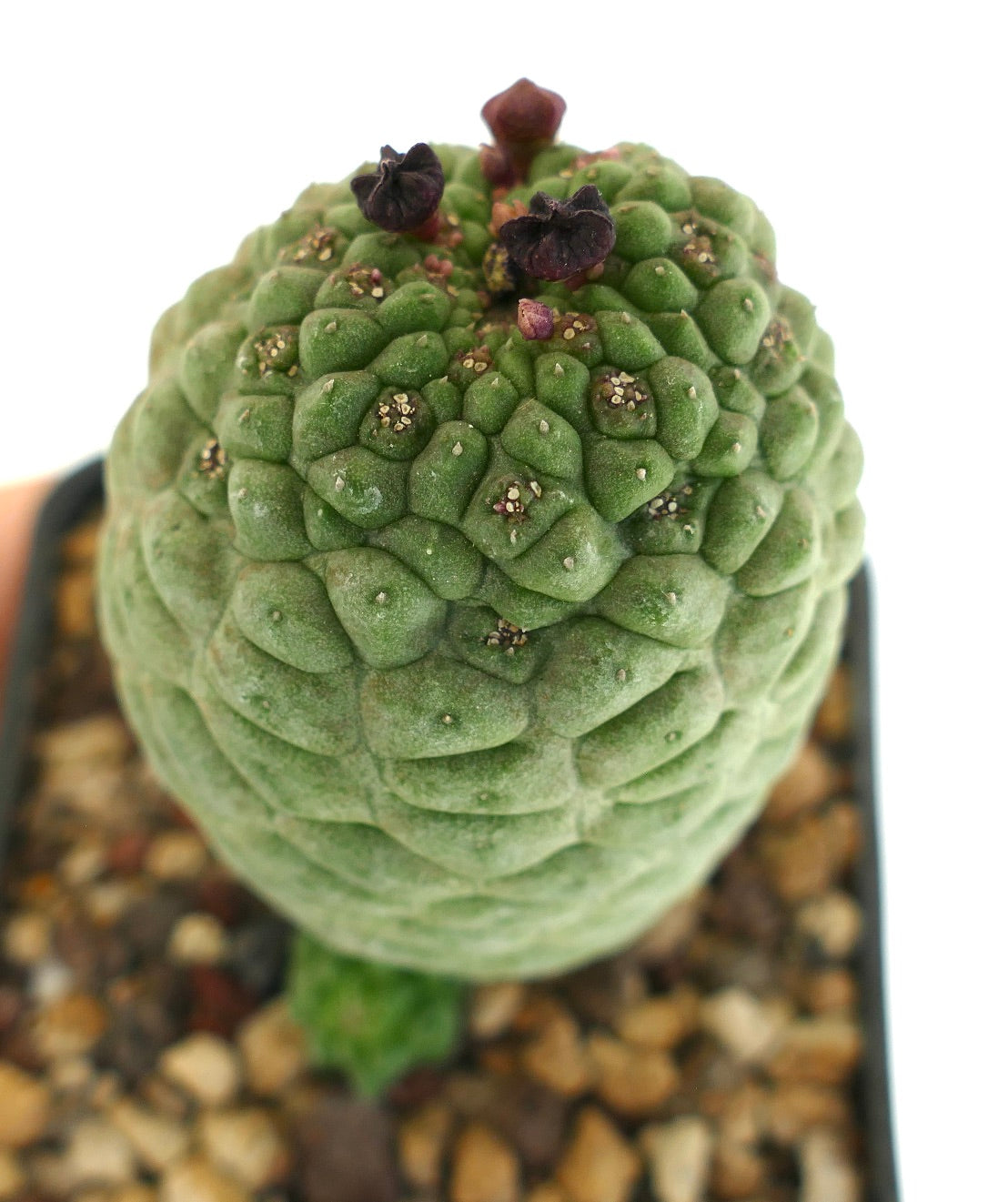 ラリールキア・カクチフォルミス 希少な多肉植物のサボテンで、質感のある緑色の茎と小さな暗色の花が特徴です