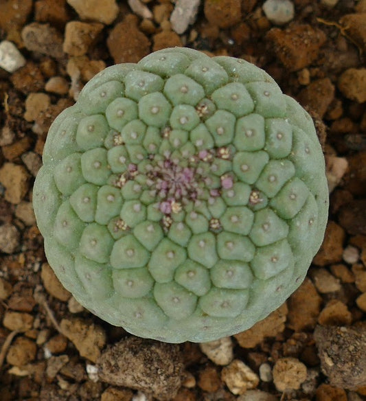 Larryleachia cactiformis succulenta cactus con tubercoli arrotondati e crescita centrale viola