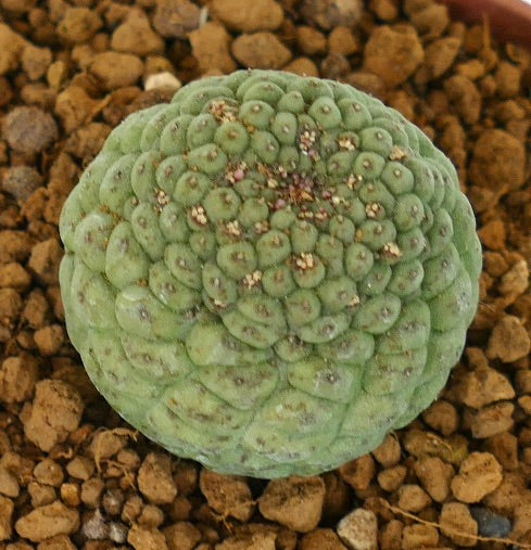 Larryleachia cactiformis raro cactus succulento con tubercoli arrotondati e superficie verde strutturata