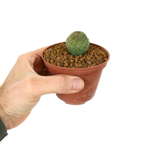 Larryleachia cactiformis piccolo cactus succulento con fusto sferico verde testurizzato in vaso