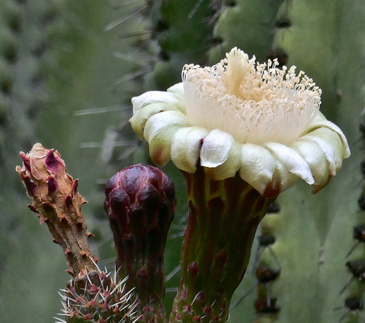 الصبار ليميريوسيريوس مونتانو مع زهرة كريمية بيضاء وساق خضراء شائكة عن قرب