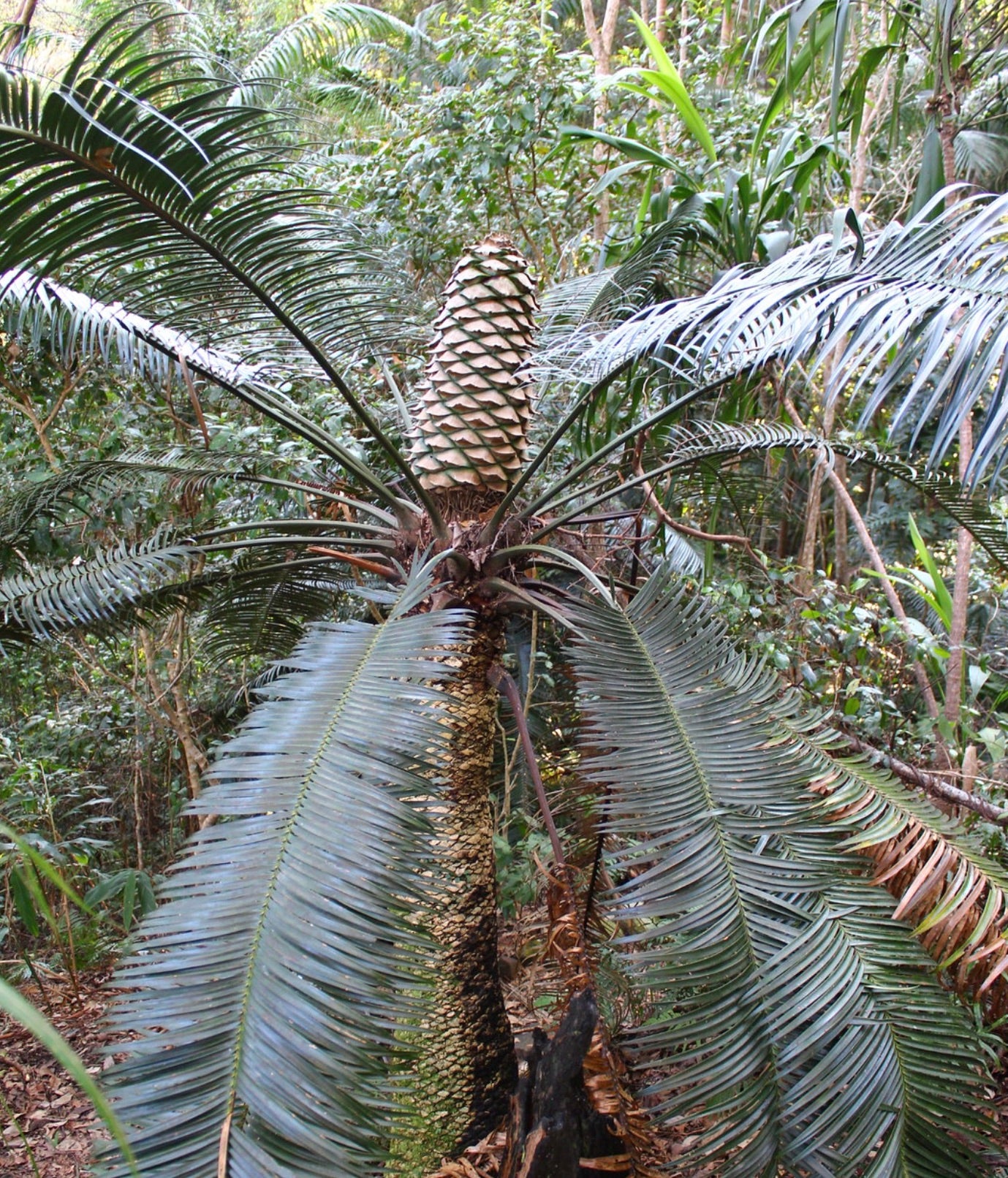 Lepidozamia peroffskyana large cycad with long arching fronds and prominent cone in forest