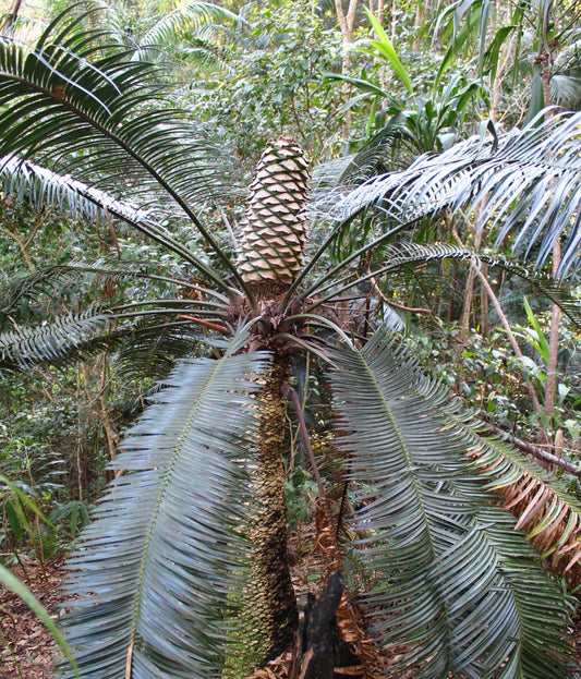 Lepidozamia peroffskyana large cycad with long arching fronds and prominent cone in forest