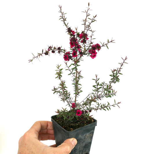Leptospermum scoparium cv "Red Damask" small shrub with slender branches and bright red flowers