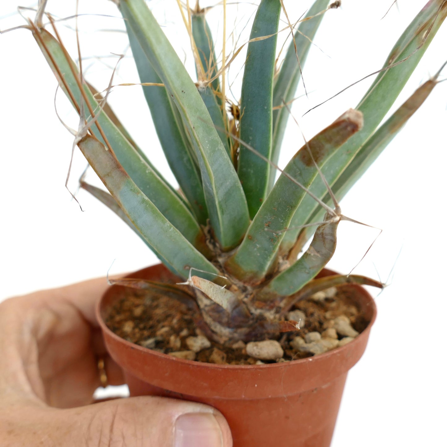 Leuchtenbergia principis rare cactus with elongated tuberculate stems and thin spines in small pot