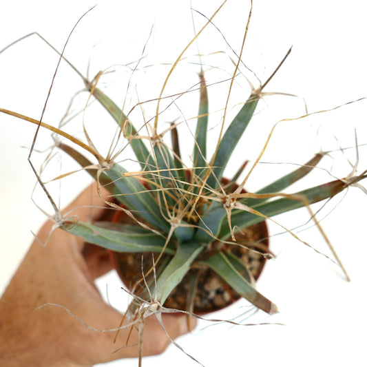 Leuchtenbergia principis rare succulent cactus with long thin spines and green tubercled leaves