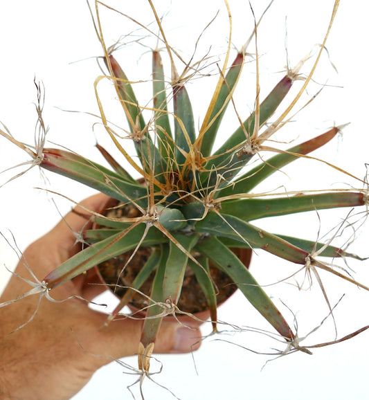 Leuchtenbergia principis rare cactus with elongated green tubercles and dry spines specimen