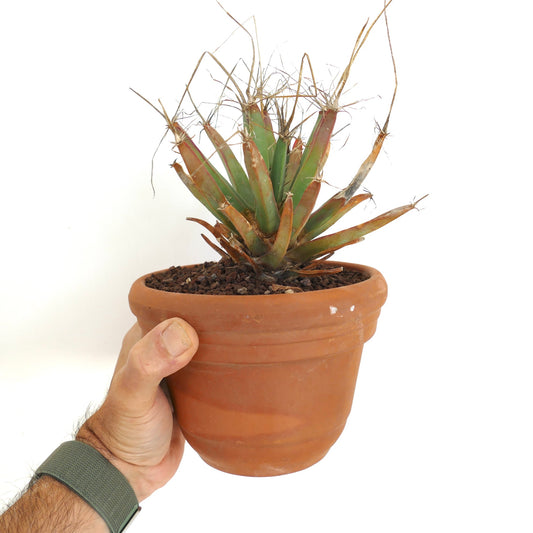 Leuchtenbergia principis succulent cactus with elongated tubercles and thin spines in terracotta pot