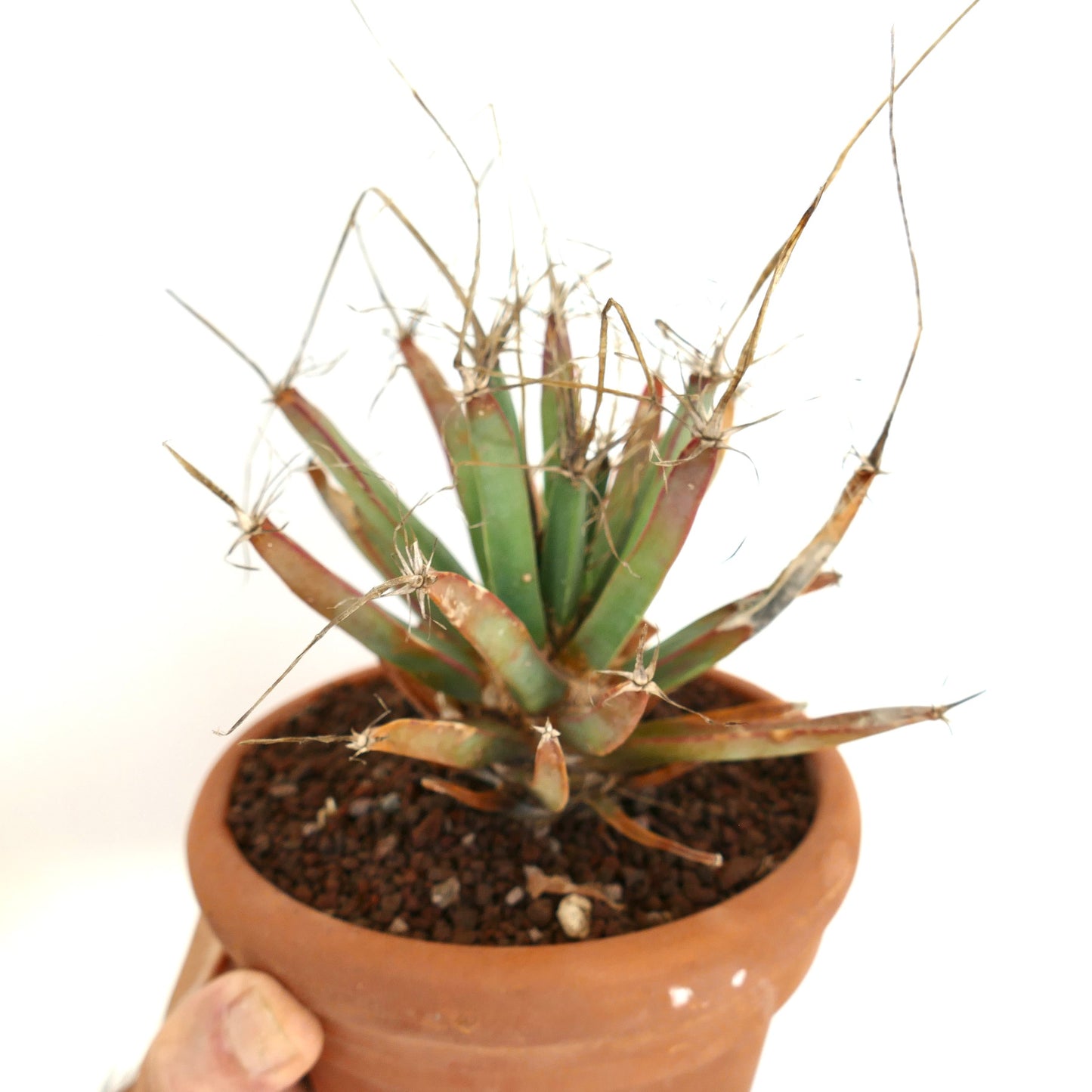 Leuchtenbergia principis rare succulent cactus with elongated tubercles and long spines in terracotta pot