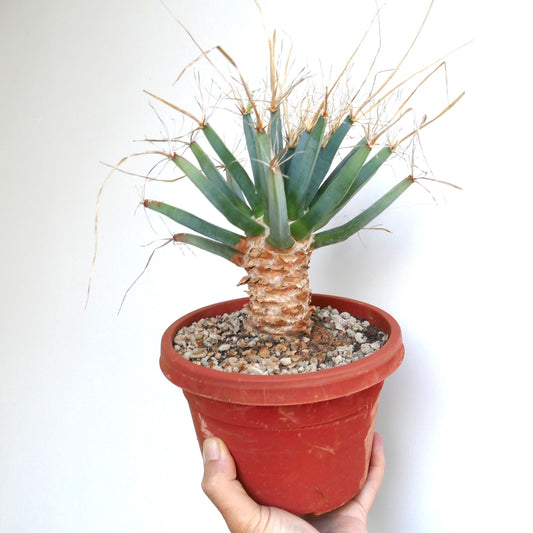 Side view of Leuchtenbergia principis with elongated triangular tubercles, papery tan bark on the trunk, and long dry spines, held in hand.