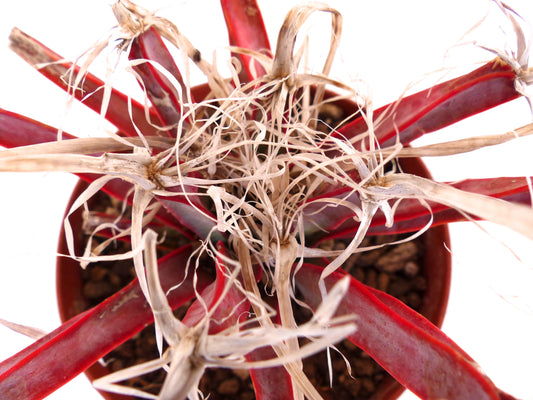 Leuchtenbergia principis rare succulent cactus with red elongated tubercles and dry fiber spines