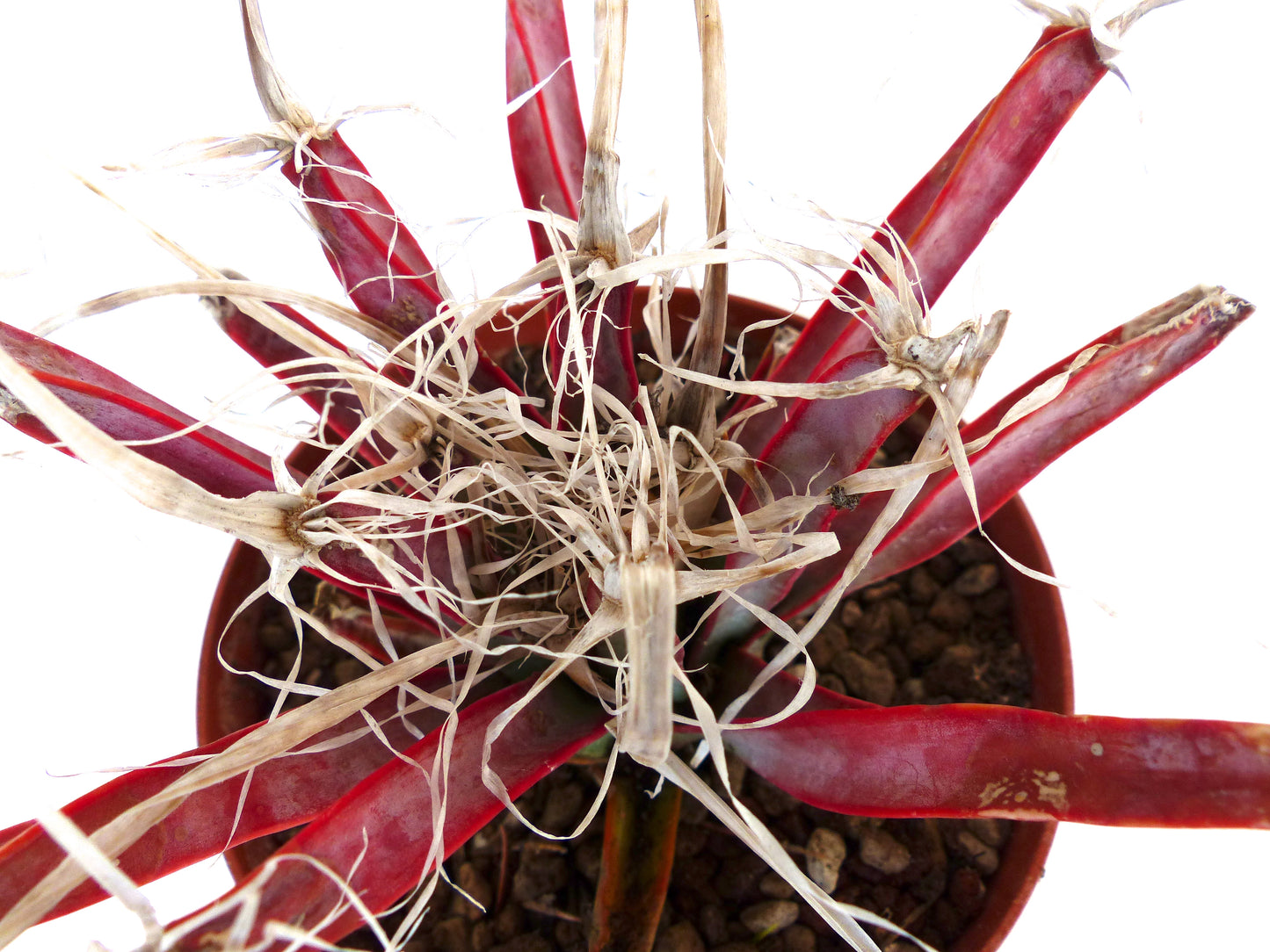Leuchtenbergia principis rare succulent cactus with elongated red stems and dried fibrous spines