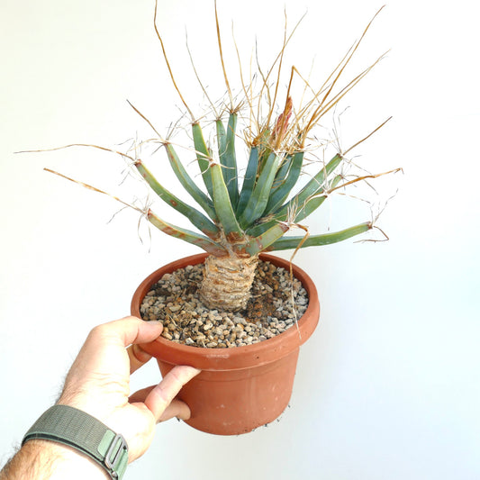 Leuchtenbergia principis rare old succulent cactus with long spines in terracotta pot