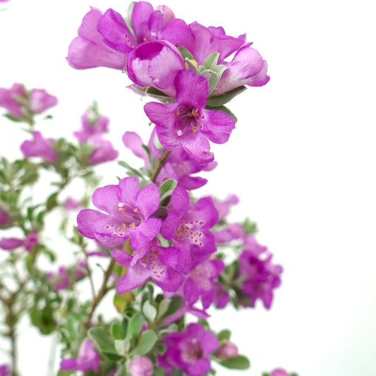 Leucophyllum frutescens vibrant purple tubular flowers with small green leaves shrub