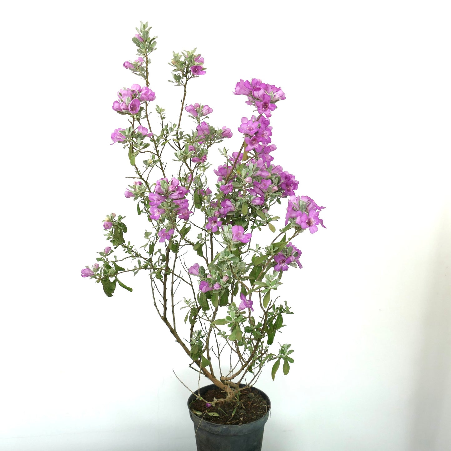 Leucophyllum frutescens flowering shrub with silvery leaves and vibrant purple blooms in pot