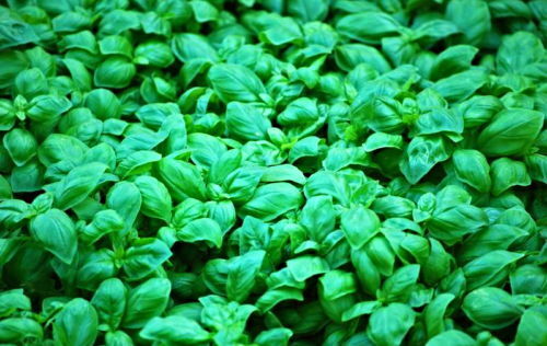 Ocimum basilicum 'Ligurian Basil from Prà' dense lush green aromatic herb leaves