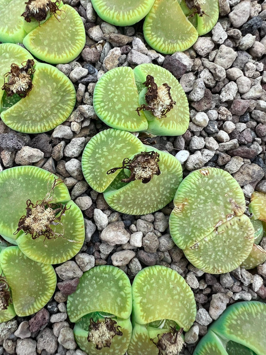 Lithops aucampiae subs euniceae cv Bellaketty succulent green stone-like plants with textured patterns