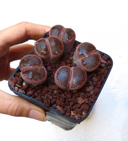 Lithops aucampiae v aucampiae succulent with smooth glossy brown split leaves in small pot