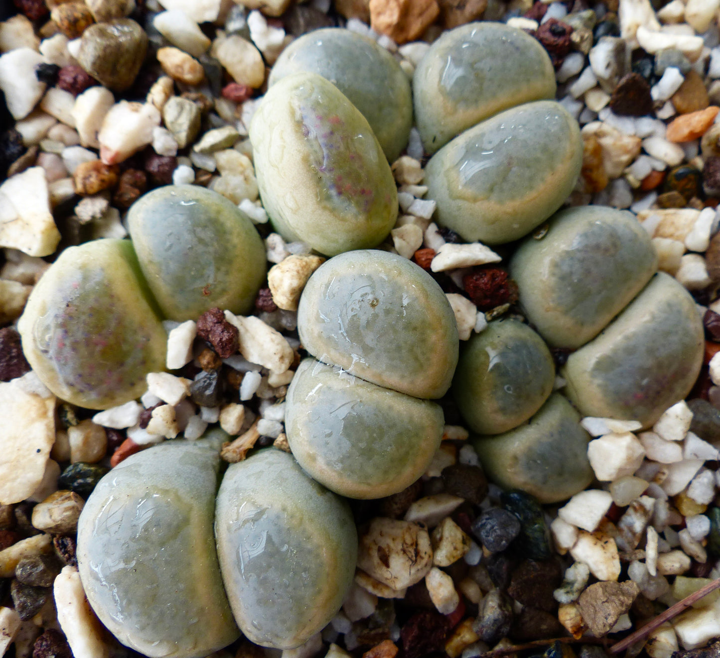Lithops dinteri v. brevis sukkulente steiner med glatte, avrundede grågrønne kropper og subtile rosa merker