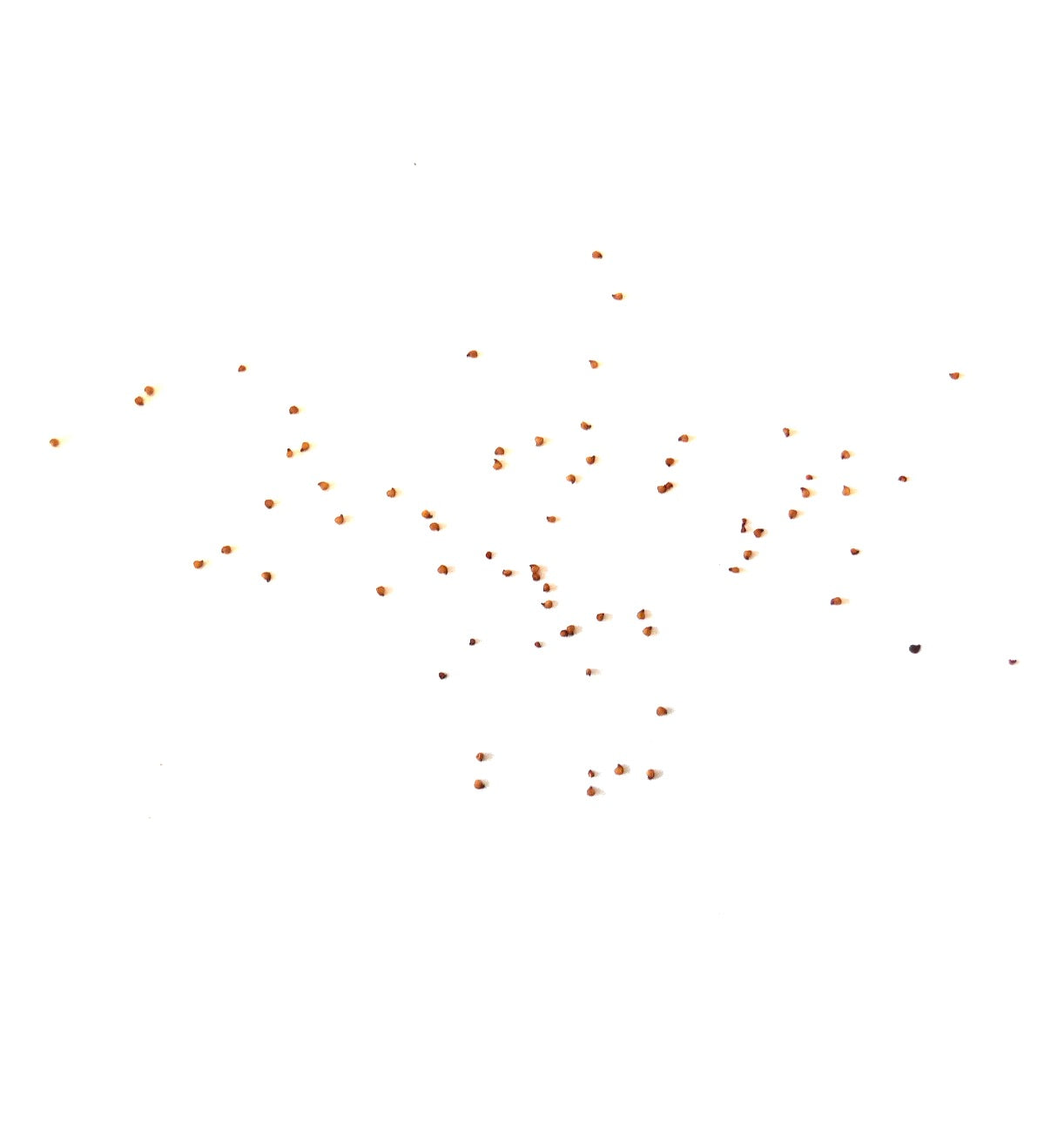 Lithops dinteri v. brevis kleine succulente zaden verstrooid op witte achtergrond