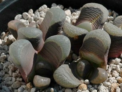 Lithops divergens var amethystina sukkulent med grålig-lilla parvise blader og teksturert overflate