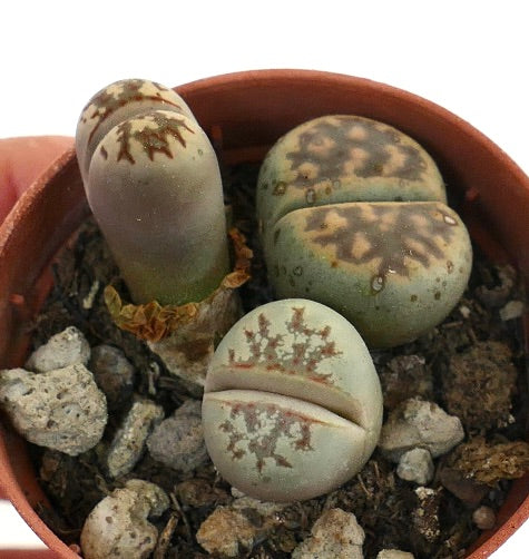 Lithops dorotheae rare succulent with patterned, split stone-like leaves in pot