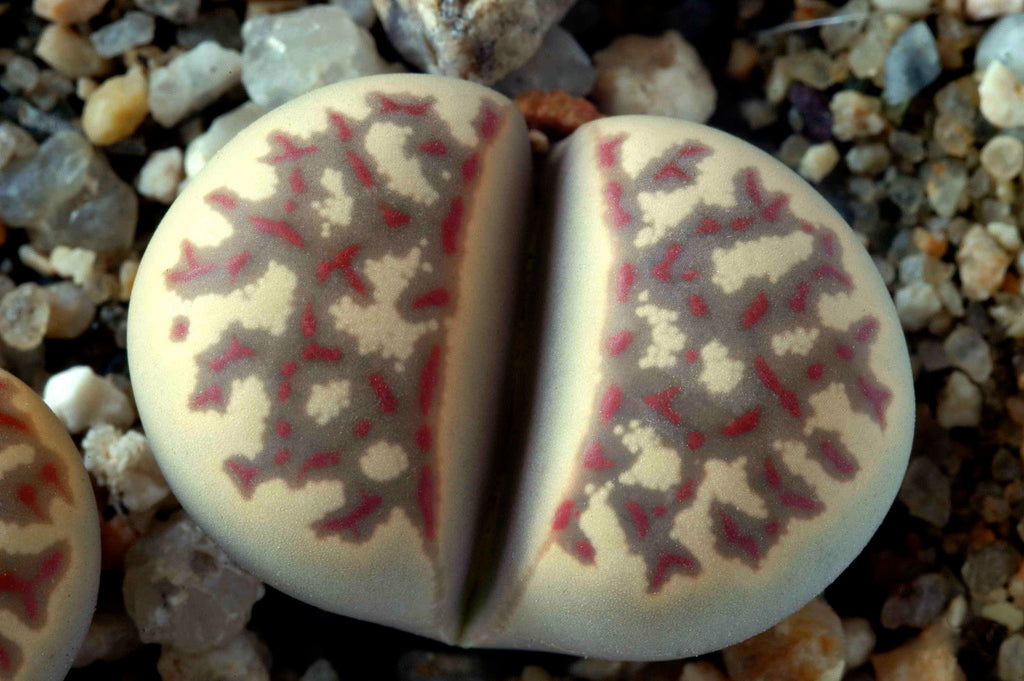 Lithops dorotheae succulent with beige body and intricate red and gray patterns on surface