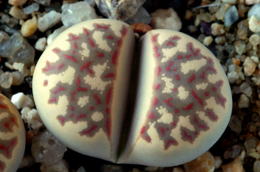 Lithops dorotheae succulent with beige body and intricate red and gray patterns on surface