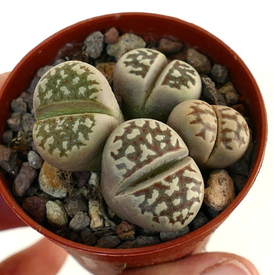 Lithops dorotheae succulent with patterned beige and green pebble-like leaves in pot