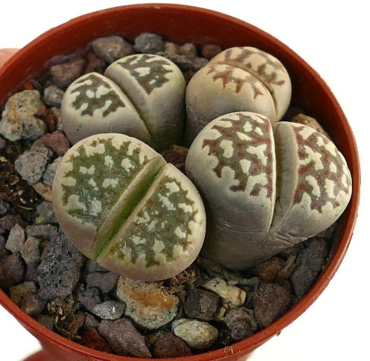 Lithops dorotheae succulent with patterned, rounded stone-like leaves in a small pot