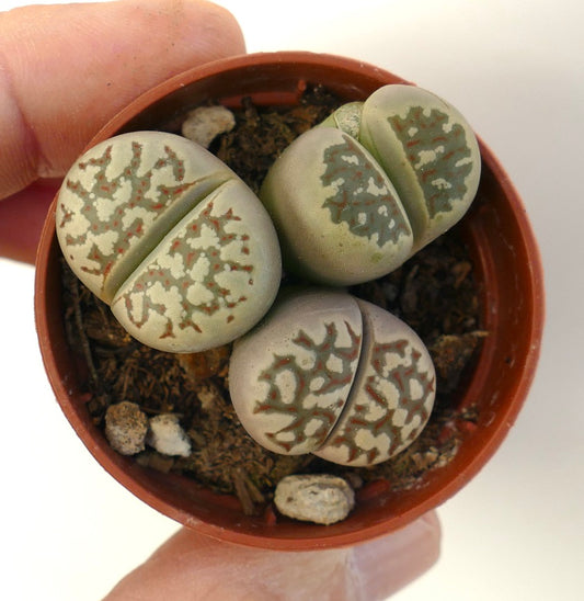 Lithops dorotheae succulent with rounded, patterned leaves in small brown pot held by hand