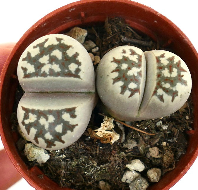 Lithops dorotheae succulent plants with smooth, rounded leaves and intricate brown patterns