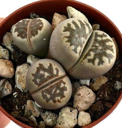Lithops dorotheae rare succulent with gray-green patterned leaves and smooth texture