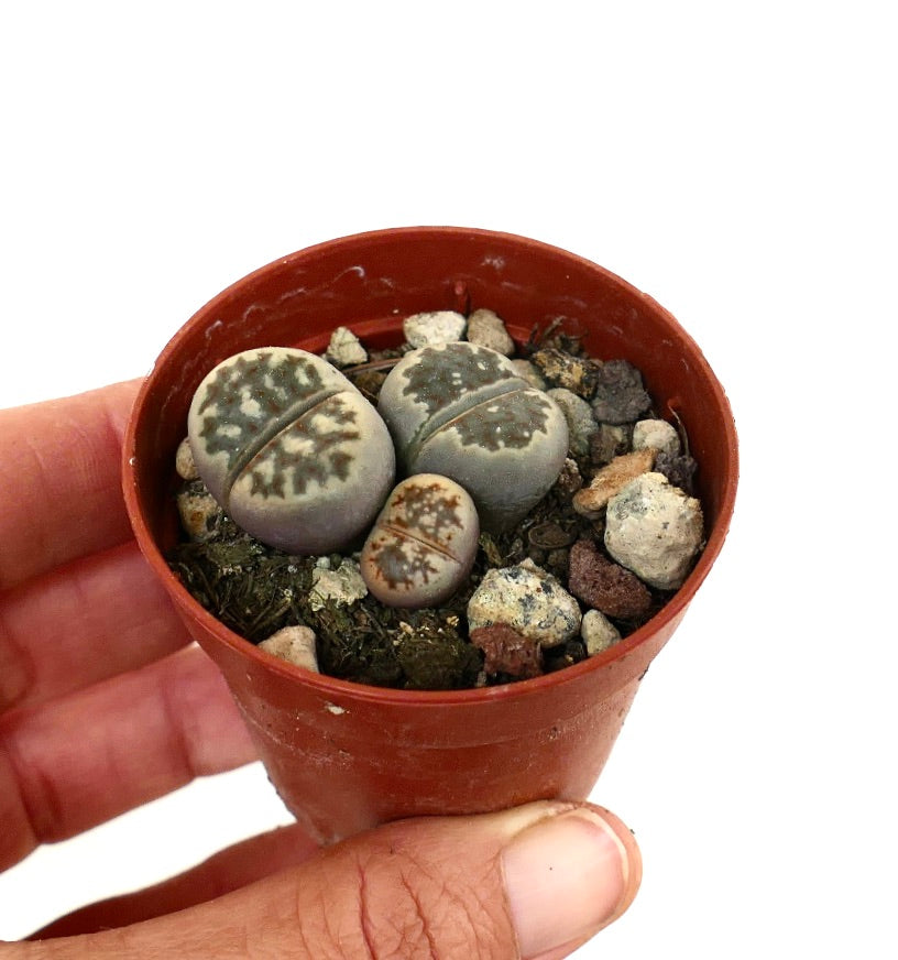 Lithops dorotheae succulent with gray-green patterned pebble-like leaves in small pot