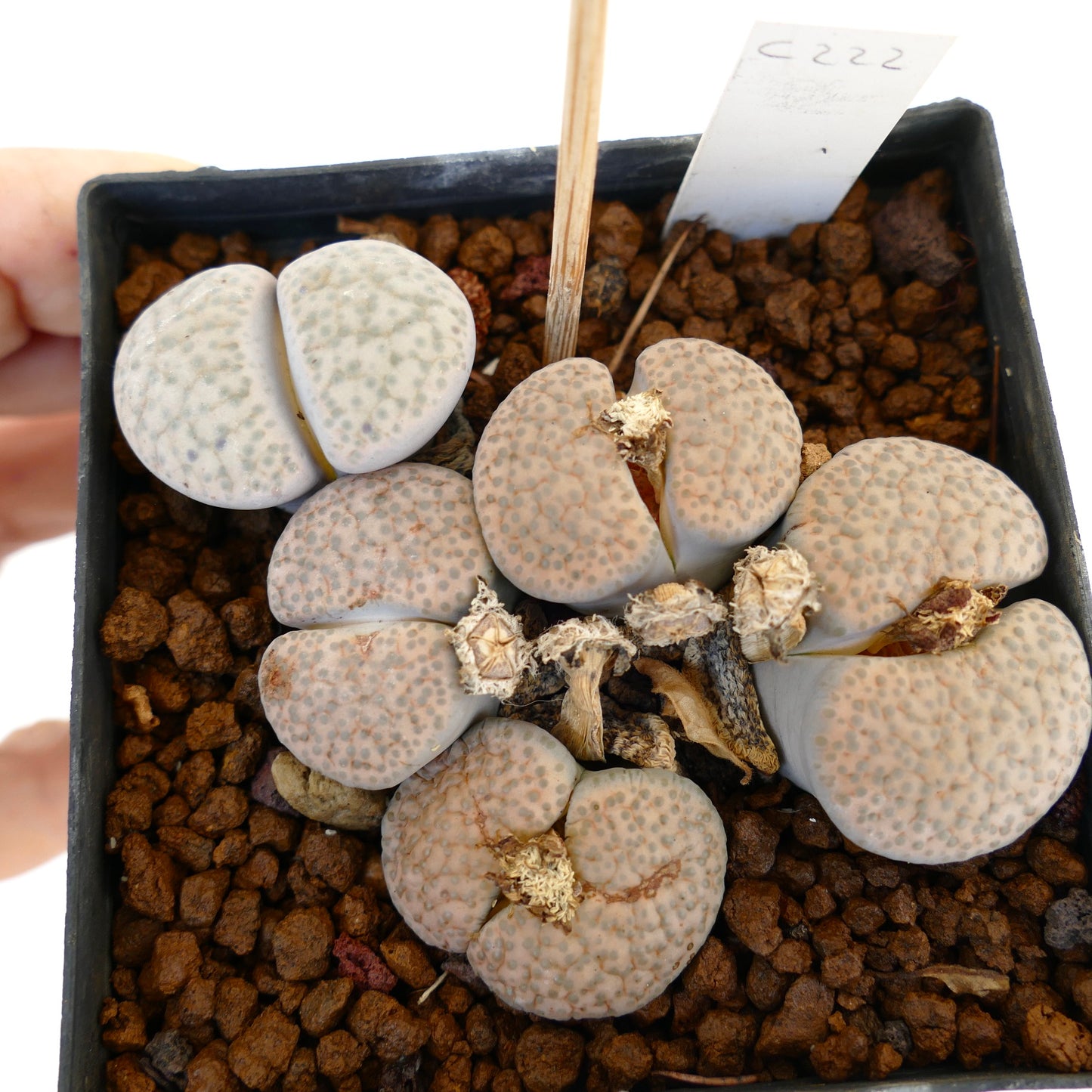 Lithops fulviceps v. lactinea succulent plant with rounded, speckled gray-beige leaves in pot