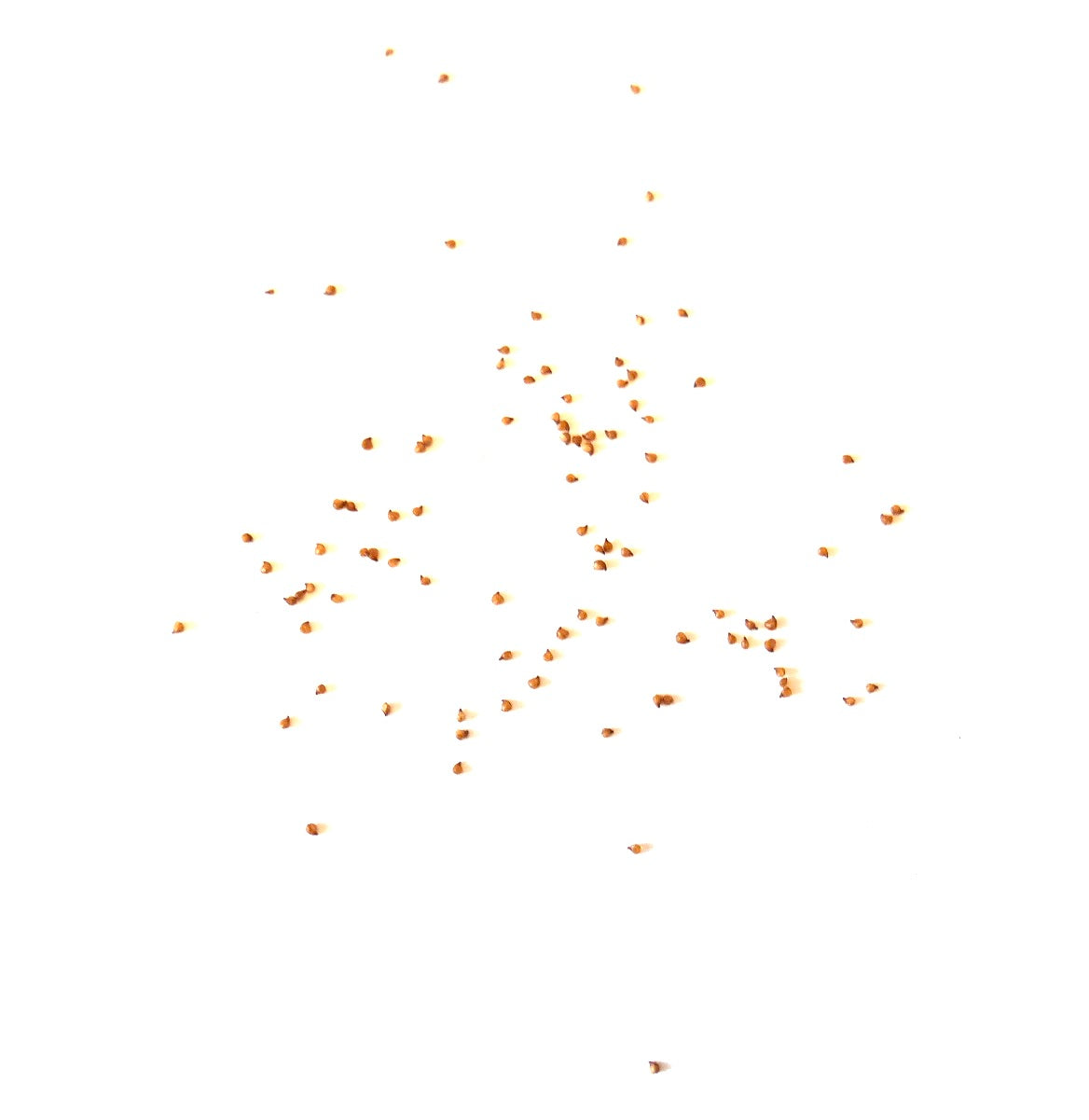 Lithops fulviceps v. lactinea succulent zaden op witte achtergrond