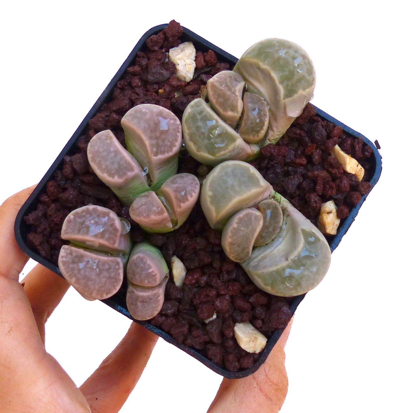 Lithops geyeri succulent with smooth, rounded, split stone-like leaves in small pot