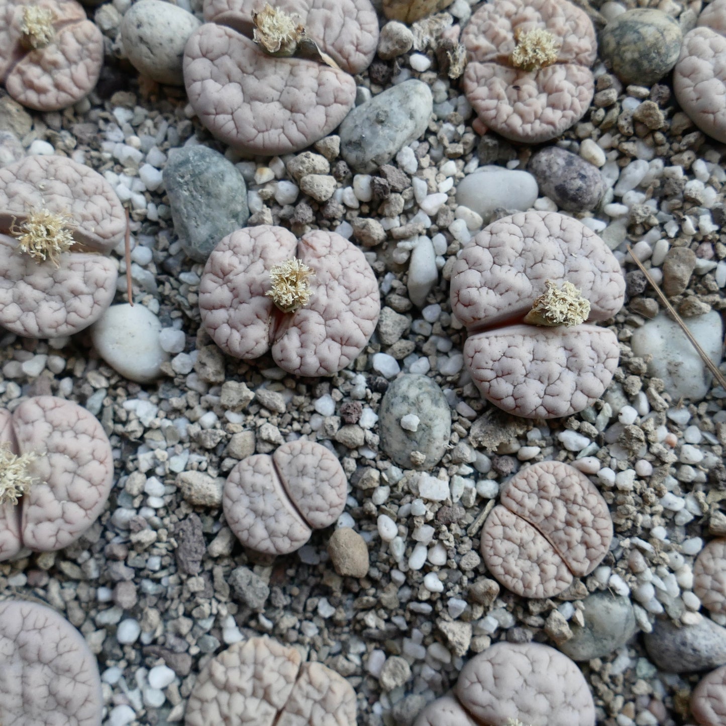 Lithops gracilidelineata var waldroniae succulent with pale pink cracked surface and small cream flowers