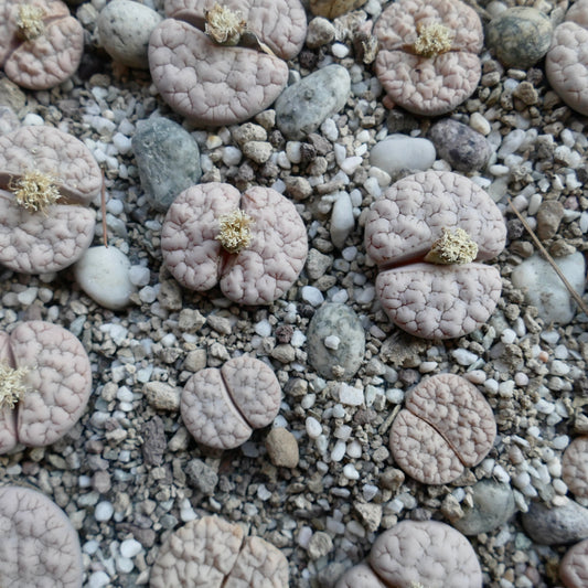 Lithops gracilidelineata var waldroniae succulent with pale pink cracked surface and small cream flowers